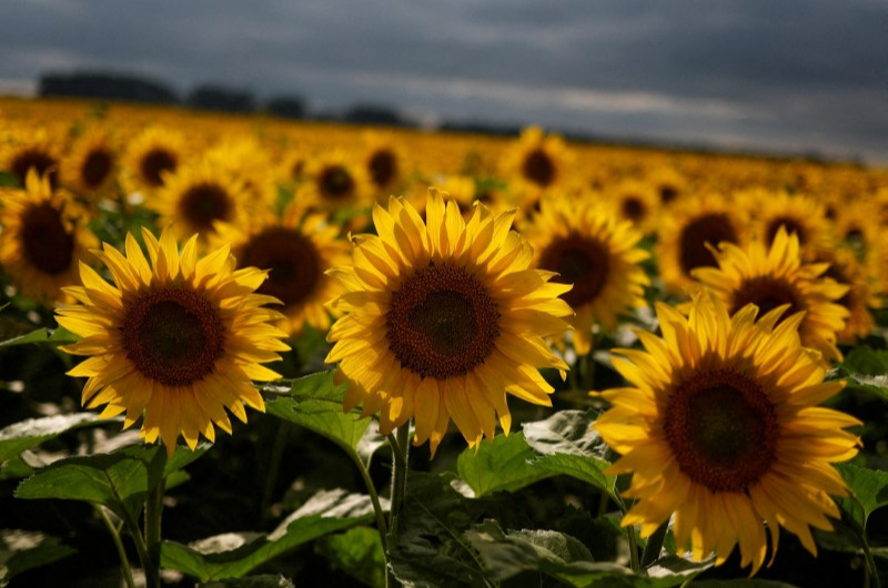 El girasol, la cebada y el sorgo se sumaron al “dólar agro”